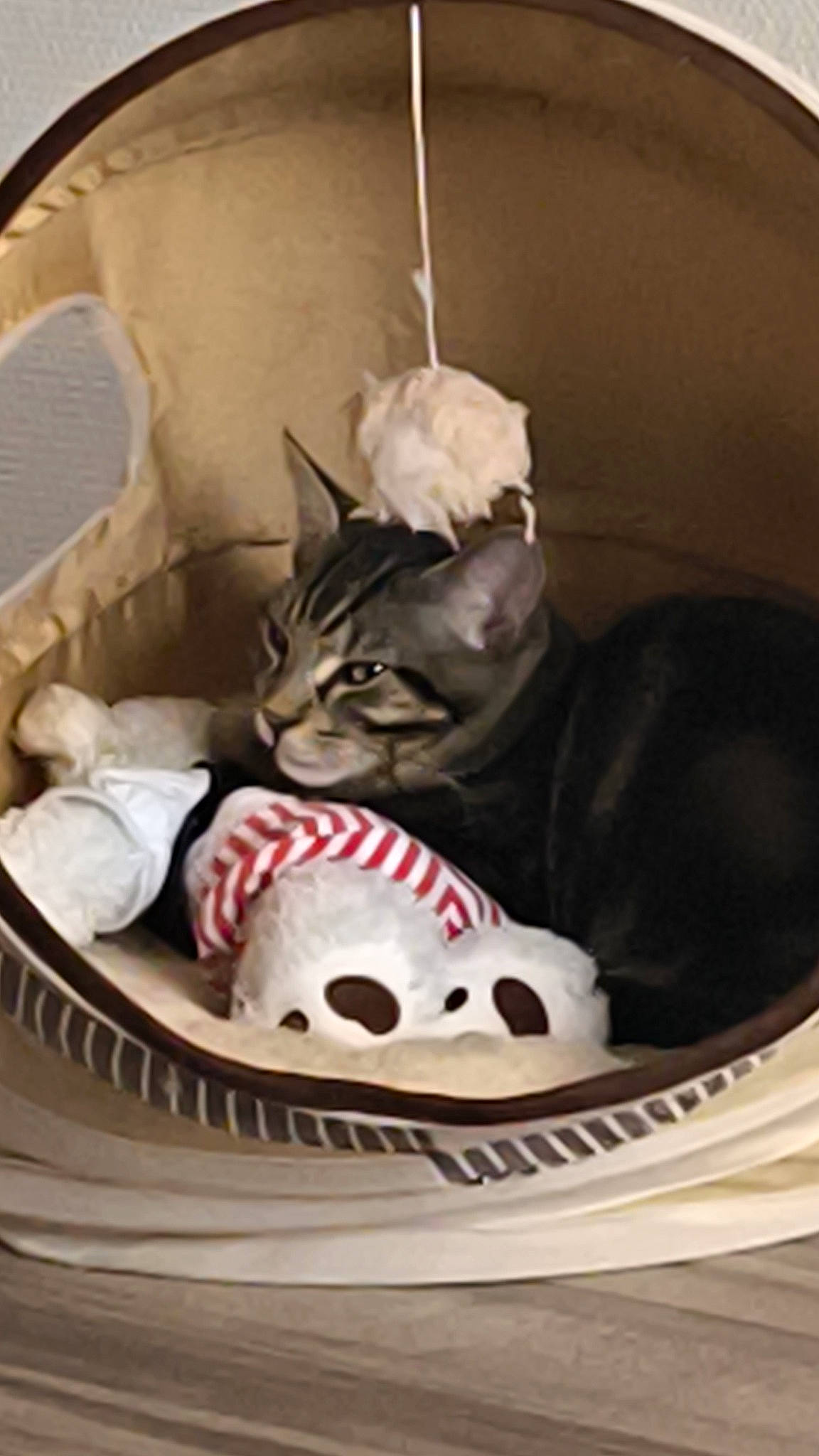 Myou participe au concours pour gagner de l'argent avec cette photo : athletic_shoe, bag, basket, carmine, carnivore, cat, comfort, domestic_short_haired_cat, felidae, fur, grey, linens, mammal, pattern, small_to_medium_sized_cats, sneakers, snout, vertebrate, walking_shoe, whiskers