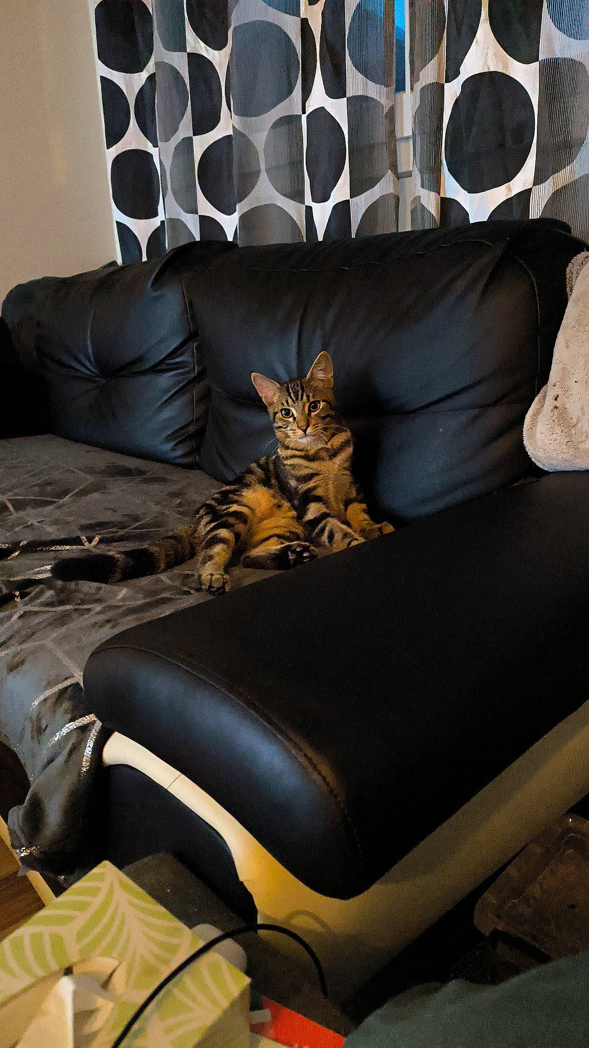 Myou participe au concours pour gagner de l'argent avec cette photo : armrest, automotive_design, brown, carnivore, cat, comfort, couch, felidae, floor, flooring, furniture, grey, interior_design, lighting, living_room, pillow, product, small_to_medium_sized_cats, studio_couch, textile