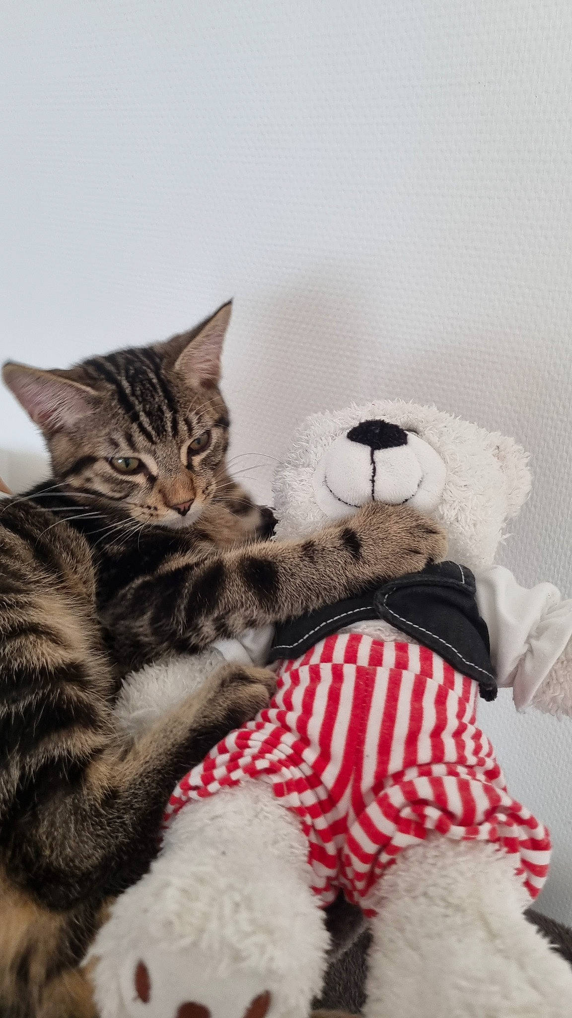Myou a rejoint le concours — aidez-le/la à gagner de superbes lots ! bed, carmine, carnivore, cat, claw, comfort, domestic_short_haired_cat, felidae, fur, linens, nap, pattern, paw, small_to_medium_sized_cats, snout, stuffed_toy, tail, toy, tree, whiskers