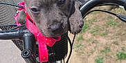 Vicky a rejoint le concours — aidez-le/la à gagner de superbes lots ! accessories, alloywheel, animal, bicycle, canine, car, carwheel, dog, grass, hound, machine, pet, plant, puppy, spoke, strap, tire, transportation, vehicle, wheel