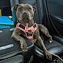 dog, pet, car_interior, seat, harness, gray_dog, leash, relaxed, animal, canine, window, resting, paw, leather_seat, backseat, indoor, transport, companion, alert, looking