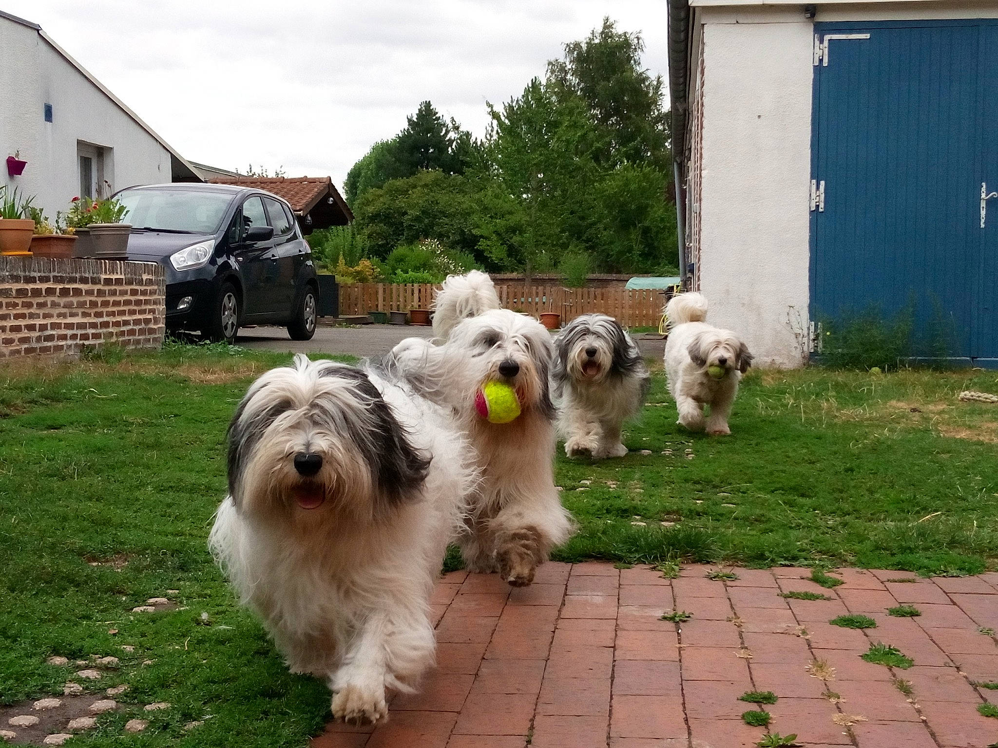 Néva Olya Jazzy Tymianek