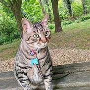 Bob participe au concours pour gagner de l'argent avec cette photo : tabby_cat, cat, animal, pet, collar, blue_tag, wooden_bench, outdoor, park, greenery, trees, fur, whiskers, alert, sitting, nature, daylight, mammal, cute, curious