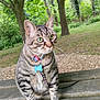 tabby_cat, cat, animal, pet, collar, blue_tag, wooden_bench, outdoor, park, greenery, trees, fur, whiskers, alert, sitting, nature, daylight, mammal, cute, curious