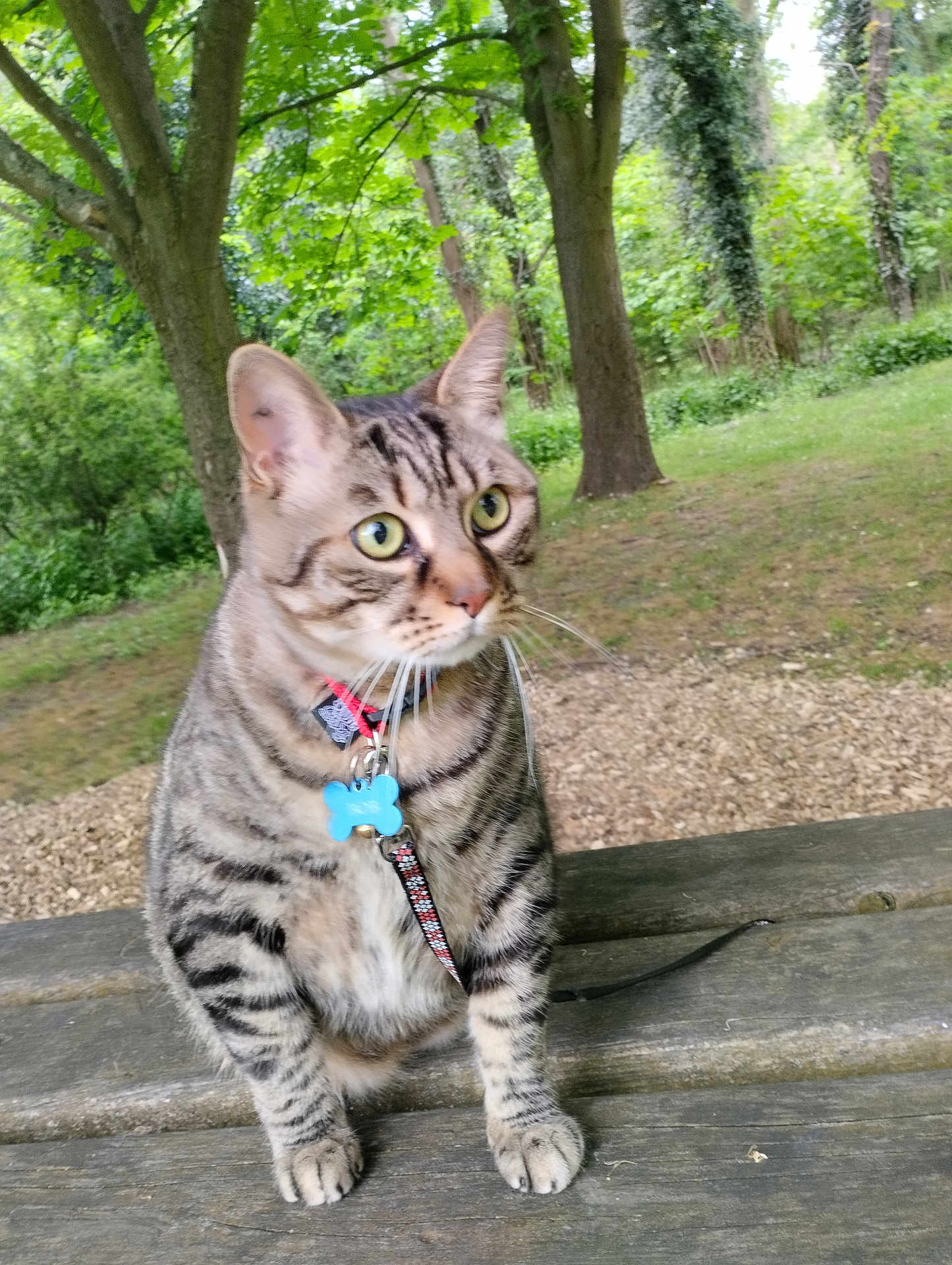 Bob participe au concours pour gagner de l'argent avec cette photo : tabby_cat, cat, animal, pet, collar, blue_tag, wooden_bench, outdoor, park, greenery, trees, fur, whiskers, alert, sitting, nature, daylight, mammal, cute, curious