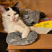 Millie joined the competition — help win amazing prizes! animal, black_and_white, box, cardboard_box, cat, cute, domestic, ears, eyes, feline, fur, household, indoor, packaging, pet, pink_nose, plastic_bag, relaxed, resting, whiskers