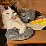 animal, black_and_white, box, cardboard_box, cat, cute, domestic, ears, eyes, feline, fur, household, indoor, packaging, pet, pink_nose, plastic_bag, relaxed, resting, whiskers