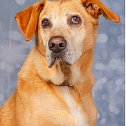 Simba a rejoint le concours — aidez-le/la à gagner de superbes lots ! dog, golden_retriever, pet, animal, portrait, close_up, mammal, fur, ears, eyes, nose, whiskers, cute, companion, domestic_animal, looking_away, studio, background_blur, bokeh, canine