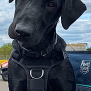 Cooper joined the competition — help win amazing prizes! animal, black_dog, canine, chair, close_up, clouds, collar, curious, daylight, dog, fur, harness, metal_ring, nature, outdoor, pet, portrait, sitting, sky, vehicle