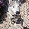 animal, blue_eyes, brown_eyes, canine, close_up, cobblestone, collar, daylight, dog, flower, fur, husky, leash, outdoor, pavement, pet, pink_flower, playful, sitting, sunlight