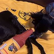 Pandora is registered to the contest to win money with this photo: dog, black_dog, bandana, yellow_bandana, plush_toy, beer_bottle_toy, lying_down, blanket, yellow_blanket, pet, indoor, playful, soft_toy, animal, cute, small_dog, fur, resting, paw, cozy