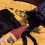 dog, black_dog, bandana, yellow_bandana, plush_toy, beer_bottle_toy, lying_down, blanket, yellow_blanket, pet, indoor, playful, soft_toy, animal, cute, small_dog, fur, resting, paw, cozy