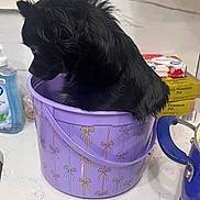 Pandora joined the competition — help win amazing prizes! animal, black_dog, bucket, container, curious, curly_fur, cute, decorated_bucket, dog, domestic, fluffy, household, indoor, kitchen_counter, pet, purple_bucket, side_view, sitting, small_dog, thoughtful