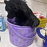 dog, black_dog, bucket, purple_bucket, kitchen_counter, indoor, pet, small_dog, curly_fur, side_view, container, household, domestic, animal, cute, sitting, decorated_bucket, thoughtful, curious, fluffy