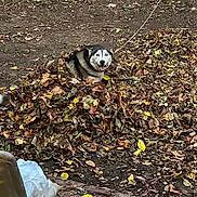 Luna is registered to the contest to win money with this photo: animal, ball, canine, dog, eskimodog, flagstone, football, husky, leaf, path, pet, plant, puppy, slate, soccer, soccerball, soil, sphere, sport, walkway