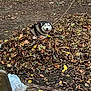 animal, ball, canine, dog, eskimodog, flagstone, football, husky, leaf, path, pet, plant, puppy, slate, soccer, soccerball, soil, sphere, sport, walkway