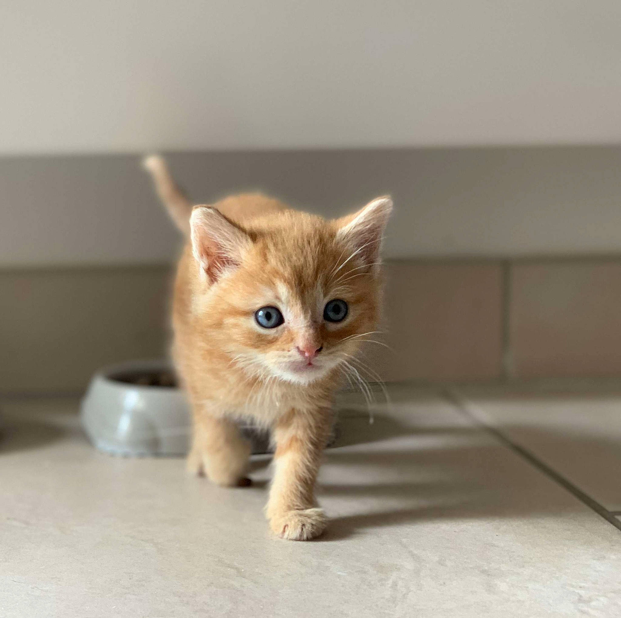 Brembo a rejoint le concours — aidez-le/la à gagner de superbes lots ! box, cardboard, carnivore, cat, claw, domestic_short_haired_cat, eye, fawn, felidae, flooring, fur, paw, sitting, small_to_medium_sized_cats, snout, tail, terrestrial_animal, whiskers, wildlife, wood