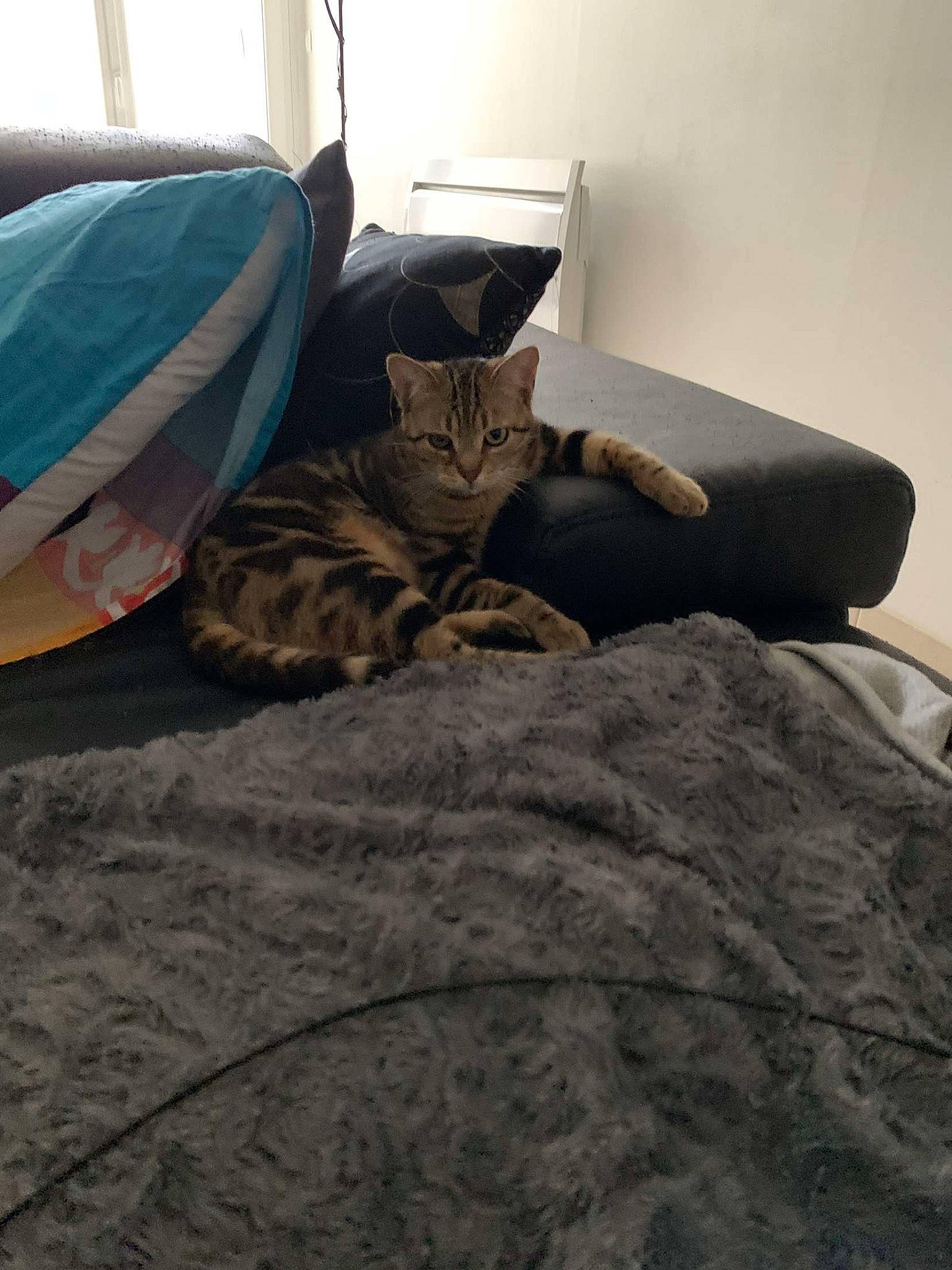 Monkey a rejoint le concours — aidez-le/la à gagner de superbes lots ! bed, bedding, bedroom, carnivore, cat, comfort, domestic_short_haired_cat, felidae, flooring, fur, grey, hardwood, house, linens, room, small_to_medium_sized_cats, tints_and_shades, tree, whiskers, wood