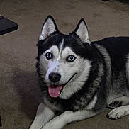 Boogie is registered to the contest to win money with this photo: dog, husky, blue_eyes, pet, indoor, carpet, animal, canine, fur, tongue_out, lying_down, black_and_white, friendly, cute, mammal, domestic_animal, ears, paw, smiling, companion