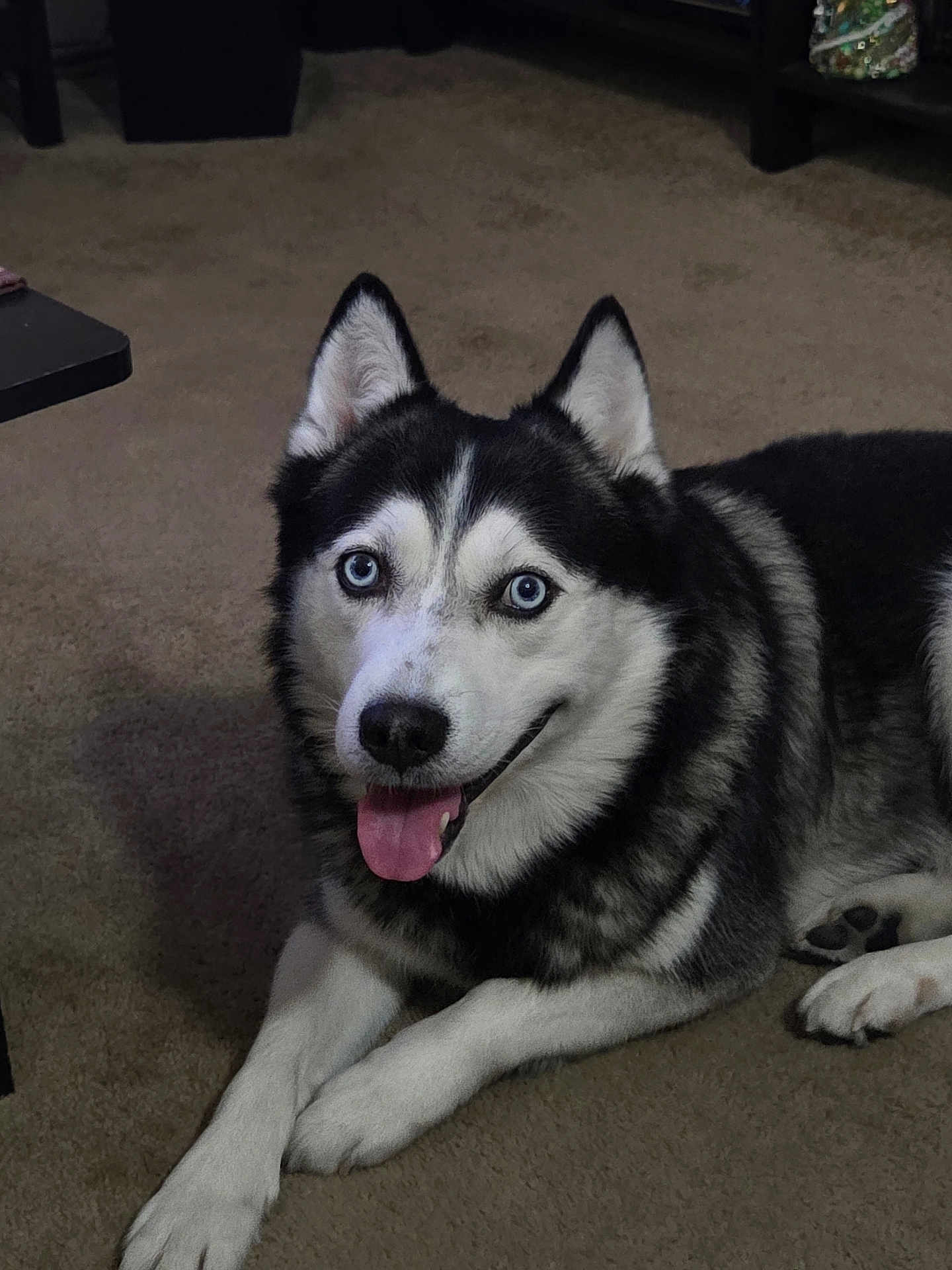 Boogie is registered to the contest to win money with this photo: dog, husky, blue_eyes, pet, indoor, carpet, animal, canine, fur, tongue_out, lying_down, black_and_white, friendly, cute, mammal, domestic_animal, ears, paw, smiling, companion