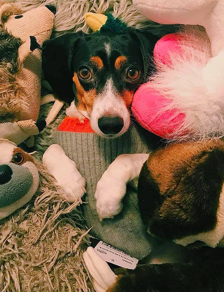 Carl is registered to the contest to win money with this photo: canidae, carnivore, companion_dog, dog, dog_breed, dog_supply, dog_toy, fur, paw, pet_supply, sporting_group, vertebrate, working_animal, working_dog