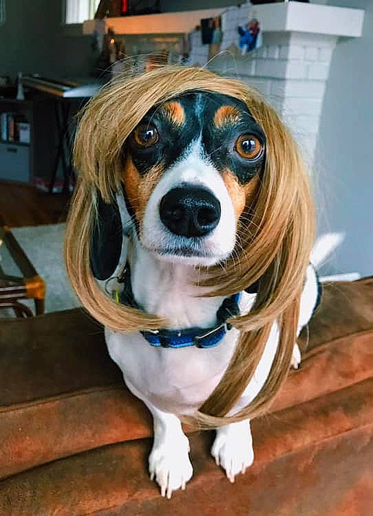 Carl is registered to the contest to win money with this photo: canidae, carnivore, collar, companion_dog, dog, dog_breed, dog_supply, fawn, hound, liver, snout, sporting_group, teal, whiskers, working_animal, working_dog