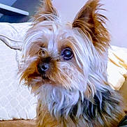 Gucci participe au concours pour gagner de l'argent avec cette photo : dog, small_dog, fluffy_fur, close_up, indoor, pet, cute, fur, ears, eyes, quilted_blanket, soft_surface, brown_fur, black_fur, light_fur, companion, animal, portrait, domestic, cute_pet