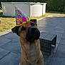Prince participe au concours pour gagner de l'argent avec cette photo : animal, birthday_hat, brown_dog, canine, celebration, curious, dog, garden, grass, hedge, large_dog, looking_up, outdoor, party, patio, pet, pool, sunlight, tile_floor, wicker_table