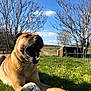 Prince a rejoint le concours — aidez-le/la à gagner de superbes lots ! animal, canine, daytime, dog, fence, field, grass, leisure, mouth_open, nature, outdoor, paw, pet, playing, rural, sky, soccer_ball, sunny, tree, wooden_structure