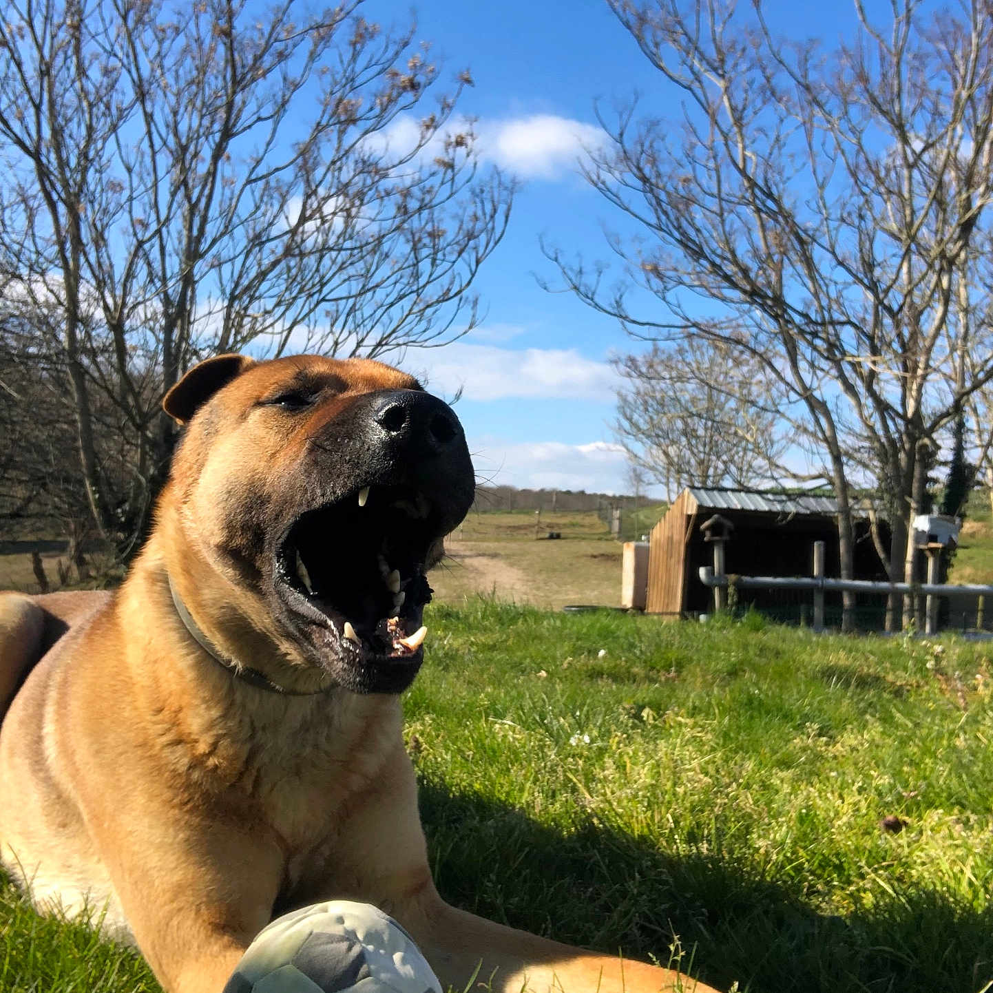 Prince a rejoint le concours — aidez-le/la à gagner de superbes lots ! animal, canine, daytime, dog, fence, field, grass, leisure, mouth_open, nature, outdoor, paw, pet, playing, rural, sky, soccer_ball, sunny, tree, wooden_structure