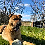 Prince participe au concours pour gagner de l'argent avec cette photo : animal, blue_sky, canine, daytime, dog, fence, field, grass, mouth_open, nature, outdoor, paw, pet, playing, relaxed, rural, soccer_ball, sunlight, tree, wooden_structure
