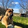 animal, blue_sky, canine, daytime, dog, fence, field, grass, mouth_open, nature, outdoor, paw, pet, playing, relaxed, rural, soccer_ball, sunlight, tree, wooden_structure