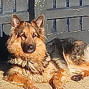 Trixie joined the competition — help win amazing prizes! dog, german_shepherd, outdoor, sunlight, fence, gate, animal, pet, canine, fur, relaxed, alert, lying_down, concrete, daylight, ears, shadow, watchful, mammal, domestic_animal