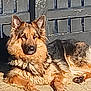 dog, german_shepherd, outdoor, sunlight, fence, gate, animal, pet, canine, fur, relaxed, alert, lying_down, concrete, daylight, ears, shadow, watchful, mammal, domestic_animal