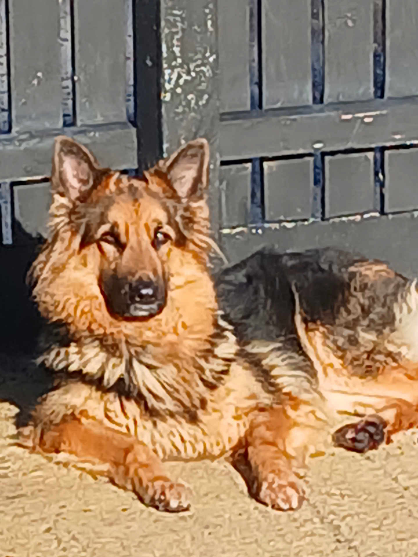 Trixie joined the competition — help win amazing prizes! dog, german_shepherd, outdoor, sunlight, fence, gate, animal, pet, canine, fur, relaxed, alert, lying_down, concrete, daylight, ears, shadow, watchful, mammal, domestic_animal