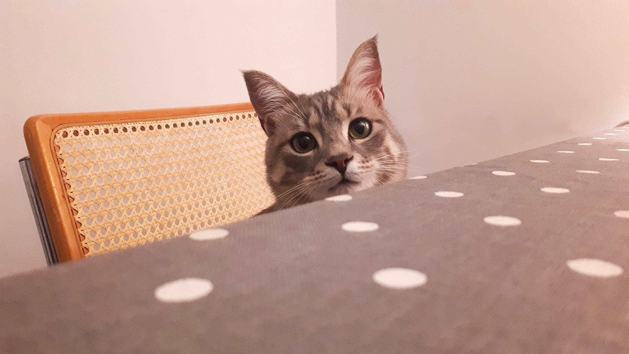 Piyoo a rejoint le concours — aidez-le/la à gagner de superbes lots ! bed, carnivore, cat, cat_supply, comfort, domestic_short_haired_cat, felidae, flooring, fur, hardwood, paw, room, small_to_medium_sized_cats, snout, tail, terrestrial_animal, whiskers, wood