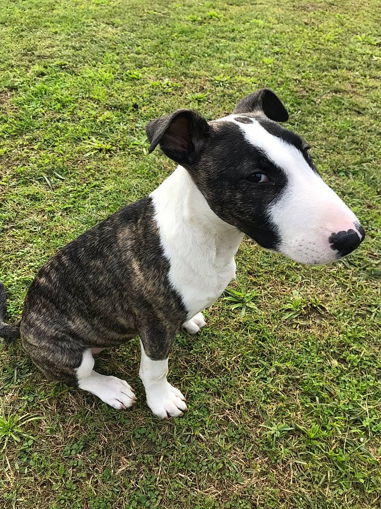 Loci a rejoint le concours — aidez-le/la à gagner de superbes lots ! canidae, carnivore, collar, companion_dog, dog, dog_breed, dog_collar, fawn, grass, groundcover, non_sporting_group, snout, sporting_group, tail, terrestrial_animal, working_animal