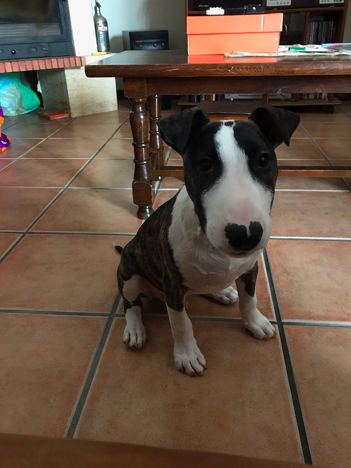 Loci a rejoint le concours — aidez-le/la à gagner de superbes lots ! carnivore, chair, collar, companion_dog, computer_keyboard, desk, dog, dog_breed, dog_collar, fawn, floor, flooring, hardwood, snout, table, tail, television, whiskers, wood, working_animal