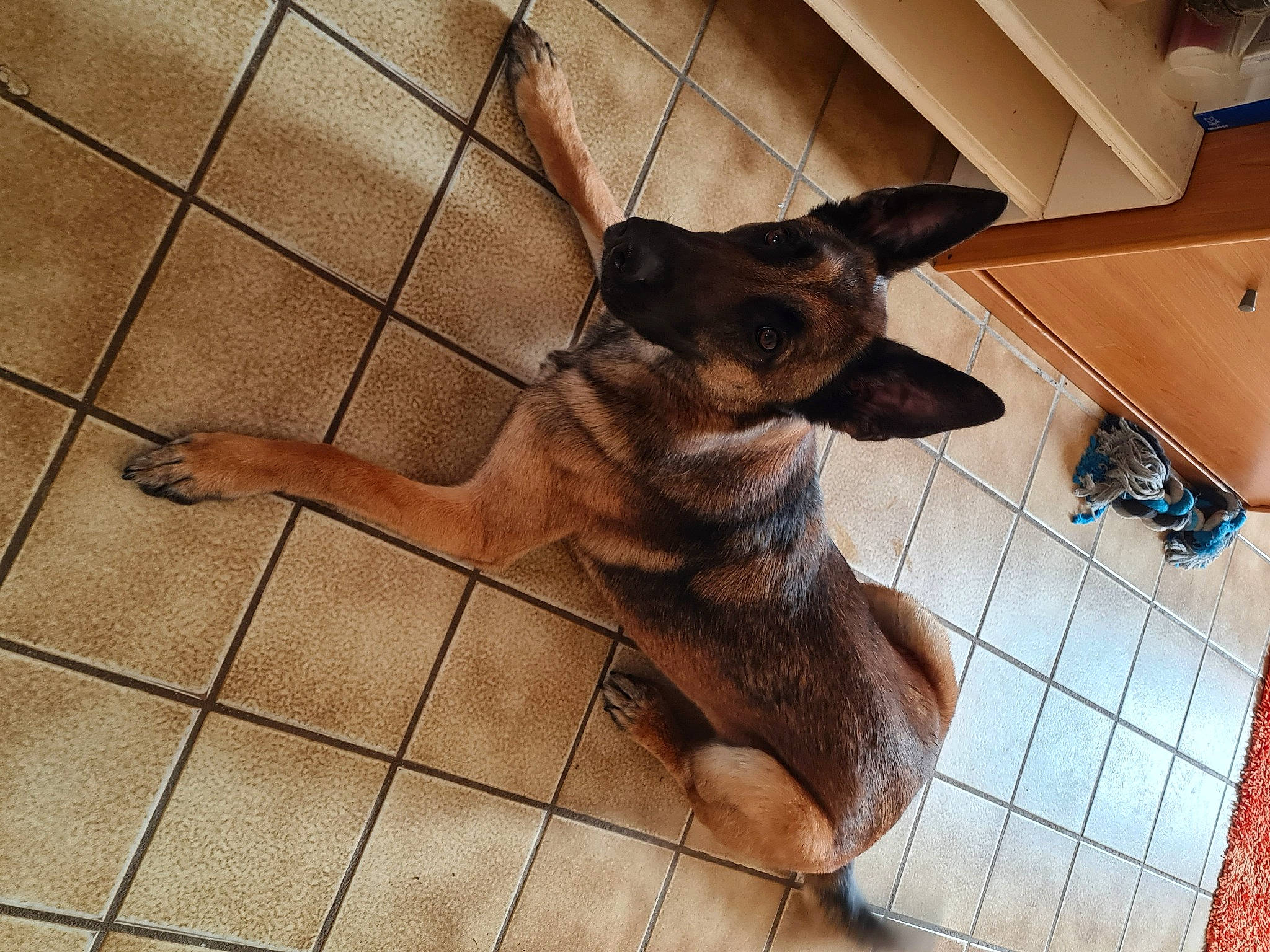 Sara a rejoint le concours — aidez-le/la à gagner de superbes lots ! canidae, carnivore, companion_dog, dog, dog_breed, fawn, floor, flooring, fur, liver, metal, pattern, paw, pet_supply, sporting_group, terrestrial_animal, toy_dog, whiskers, wood, working_animal