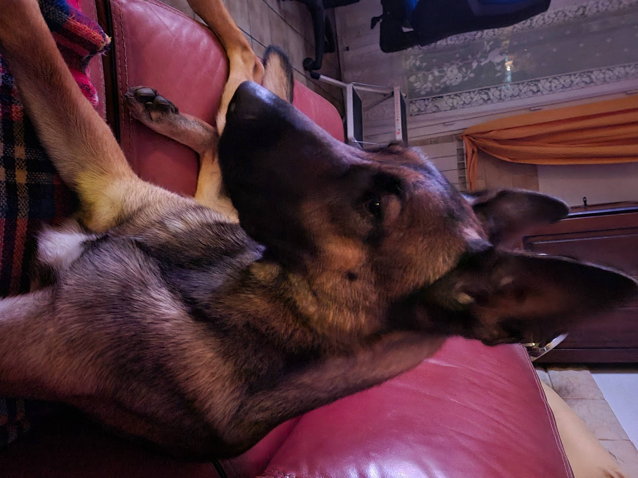 Sara a rejoint le concours — aidez-le/la à gagner de superbes lots ! canidae, carnivore, comfort, companion_dog, dog, dog_breed, ear, fawn, flesh, foot, fur, gesture, guard_dog, human_leg, liver, paw, snout, sporting_group, whiskers, working_animal