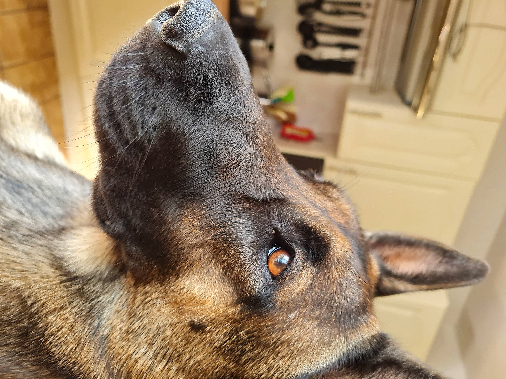 Sara participe au concours pour gagner de l'argent avec cette photo : canidae, carnivore, collar, companion_dog, dog, dog_breed, ear, fawn, fur, german_shepherd_dog, herding_dog, jaw, paw, snout, sporting_group, tail, terrestrial_animal, whiskers, working_animal, working_dog