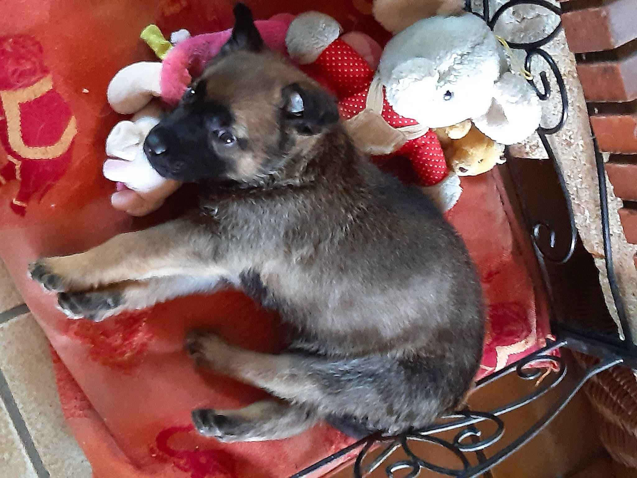 Sara a rejoint le concours — aidez-le/la à gagner de superbes lots ! canidae, carnivore, collar, comfort, companion_dog, dog, dog_breed, dog_supply, ear, fawn, felidae, fur, paw, pet_supply, pink, snout, tail, toy_dog, whiskers, working_animal