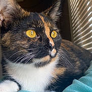 Ember joined the competition — help win amazing prizes! bed, blanket, calico, cat, close_up, cozy, ears, fur, gaze, indoor, nose, paw, pet, portrait, soft_lighting, tortoiseshell_cat, turquoise_blanket, whiskers, window_blinds, yellow_eyes