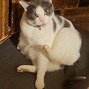 Romina is registered to the contest to win money with this photo: cat, gray_and_white, pet, animal, indoor, floor_mat, wooden_background, curious, sitting, looking, wide_eyes, pink_nose, whiskers, tail, paw, fur, indoor_lighting, house_pet, domestic_cat, cute