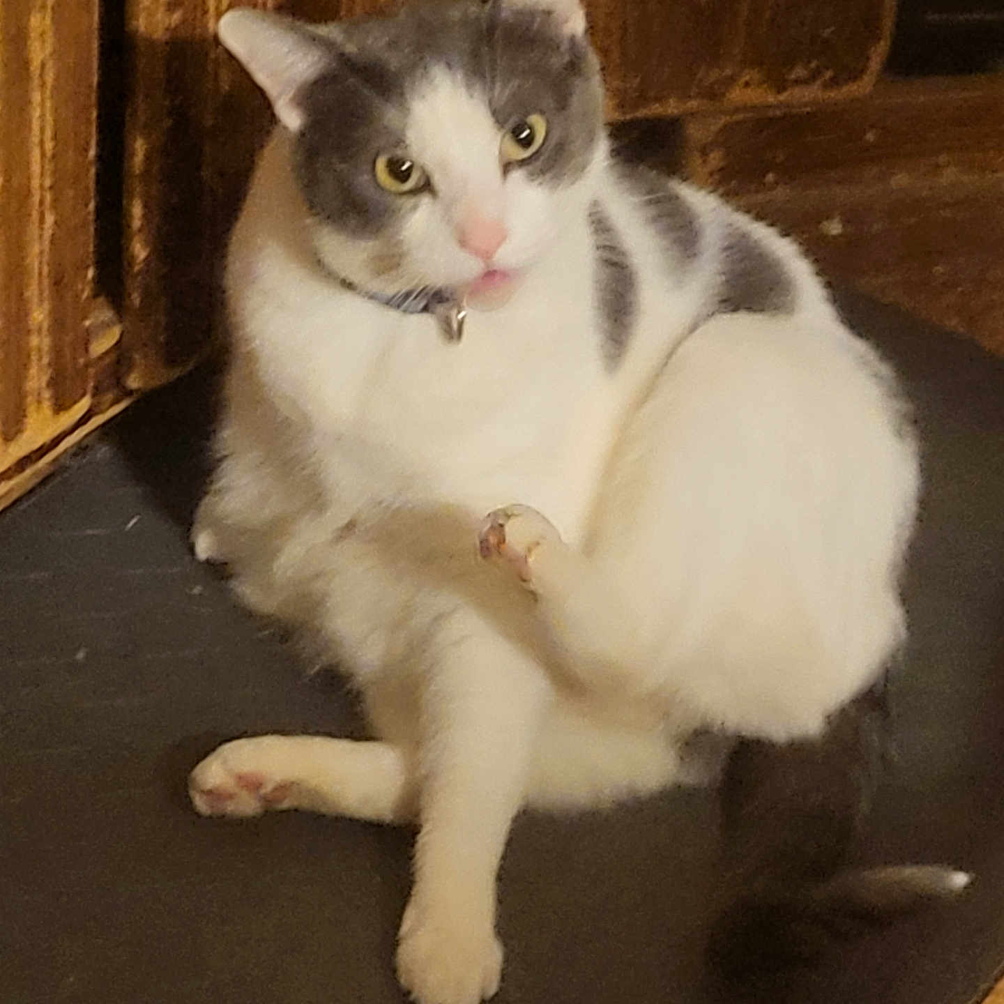 Romina is registered to the contest to win money with this photo: animal, cat, curious, cute, domestic_cat, floor_mat, fur, gray_and_white, house_pet, indoor, indoor_lighting, looking, paw, pet, pink_nose, sitting, tail, whiskers, wide_eyes, wooden_background