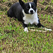 Bonita joined the competition — help win amazing prizes! dog, black_and_white, lying, grass, outdoor, pet, animal, canine, nature, stick, fur, ears, paw, ground, green, grass_shoots, calm, looking, muzzle, daylight