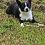 dog, black_and_white, lying, grass, outdoor, pet, animal, canine, nature, stick, fur, ears, paw, ground, green, grass_shoots, calm, looking, muzzle, daylight