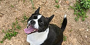 Bonita joined the competition — help win amazing prizes! dog, black_and_white, happy, tongue_out, sitting, dirt, green_plants, outdoor, pet, canine, smiling, nature, animal, fur, tail, ears, playful, ground, daylight, cute