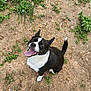 dog, black_and_white, happy, tongue_out, sitting, dirt, green_plants, outdoor, pet, canine, smiling, nature, animal, fur, tail, ears, playful, ground, daylight, cute