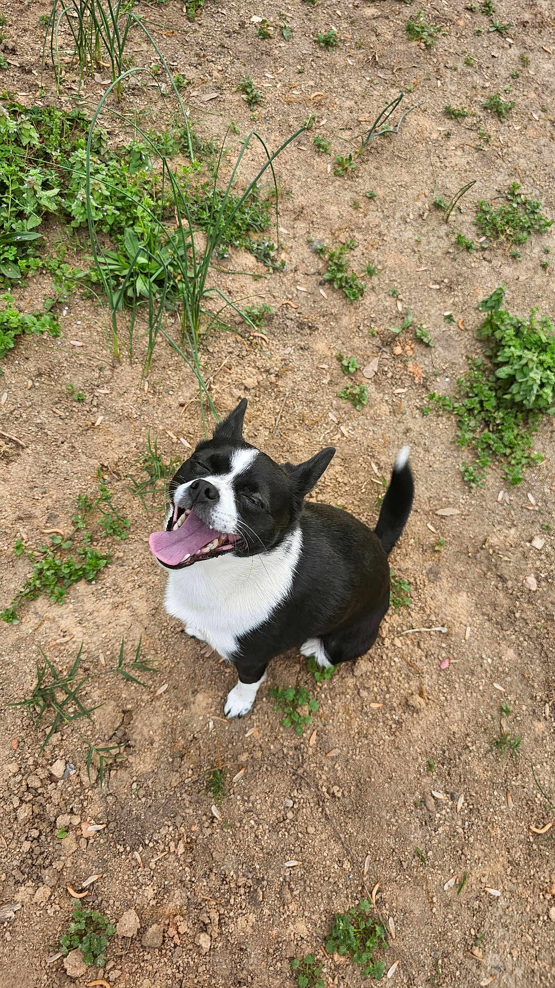 Bonita